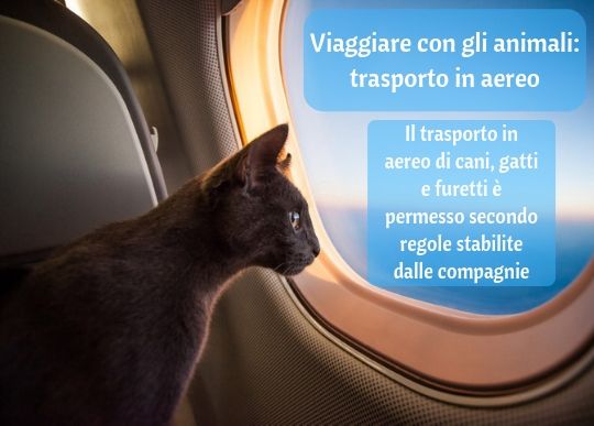 Animali Aereo.jpg